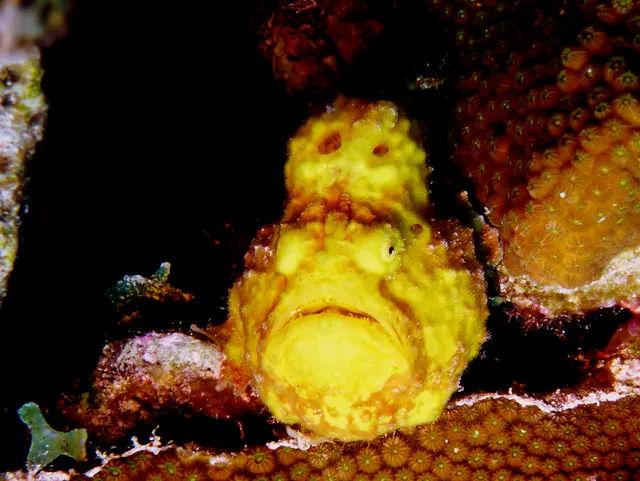 Underwater photograph by Joel Bergsma