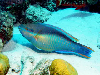 Underwater photograph by Joel Bergsma