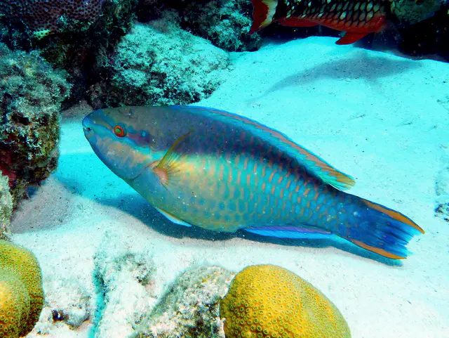 Underwater photograph by Joel Bergsma