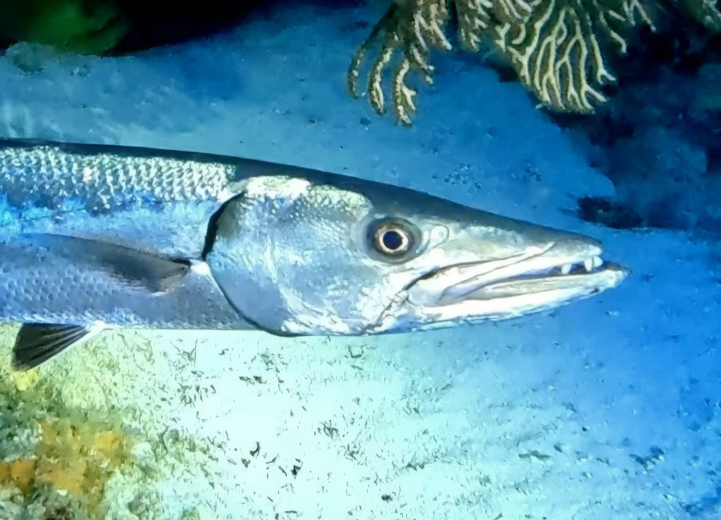 Cozumel underwater photograph, 2025
