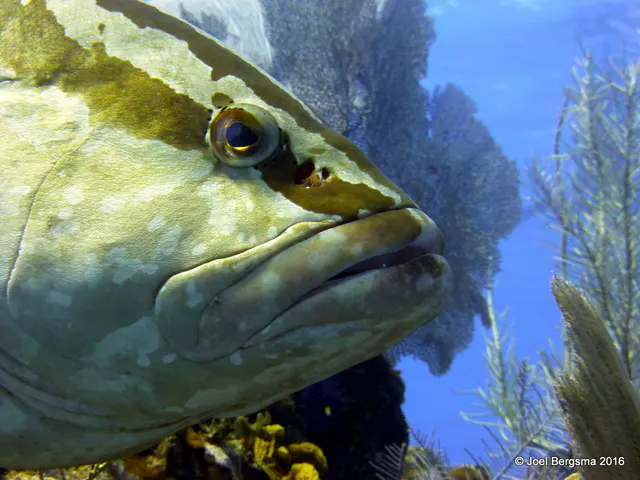 Underwater photograph by Joel Bergsma