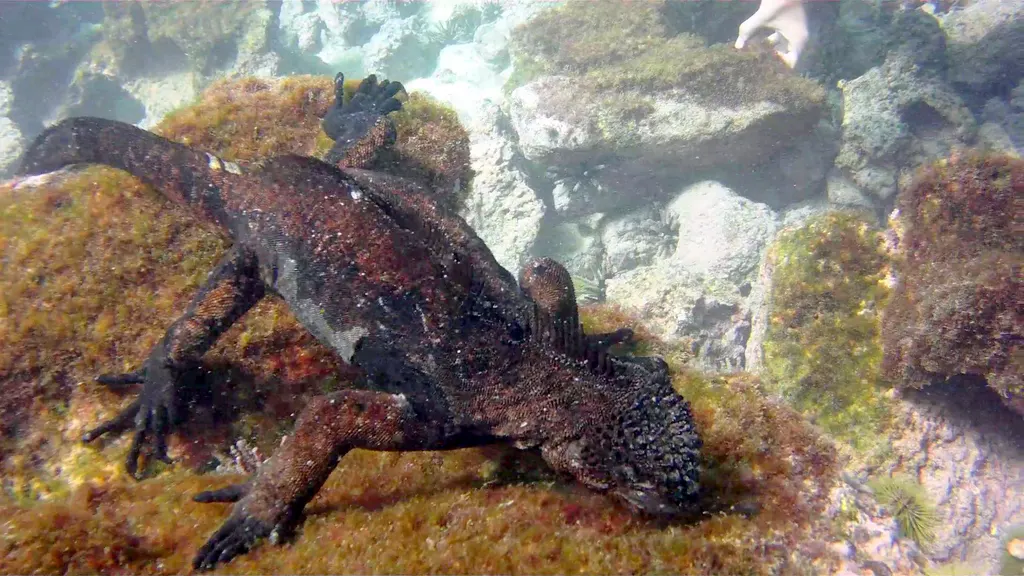 Marine Iguana feeding underwater.