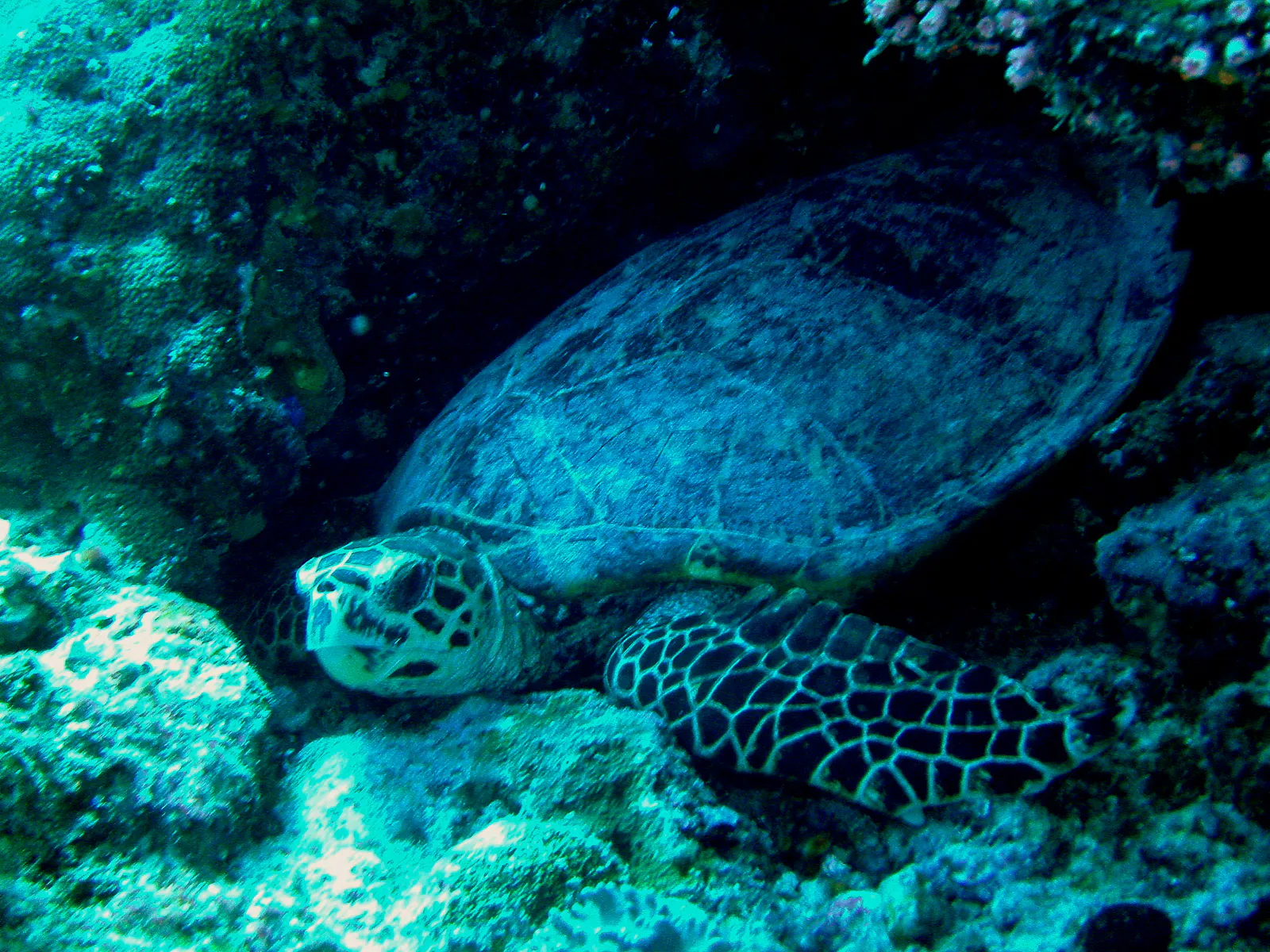 A Green sea turtle checks me out from his crevace in the reef wall.
