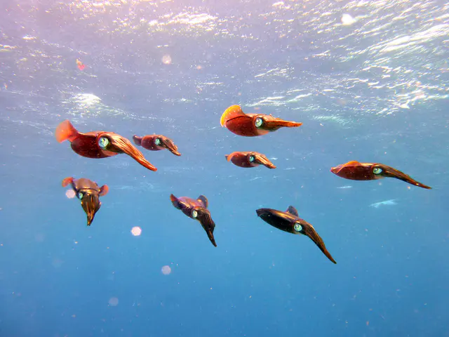 Underwater photograph by Joel Bergsma