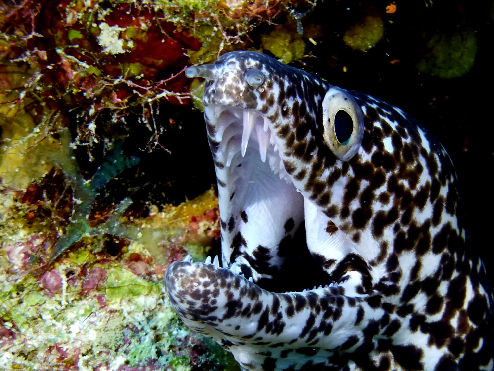 Spotted Moray Eel, Belize, 2017