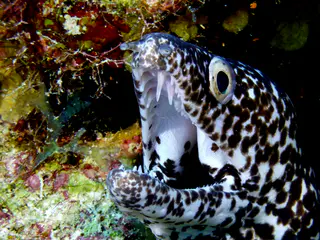 Underwater photograph by Joel Bergsma