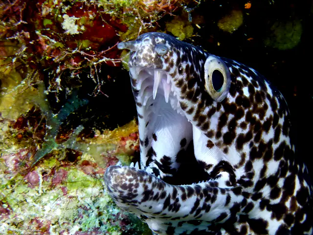 Underwater photograph by Joel Bergsma