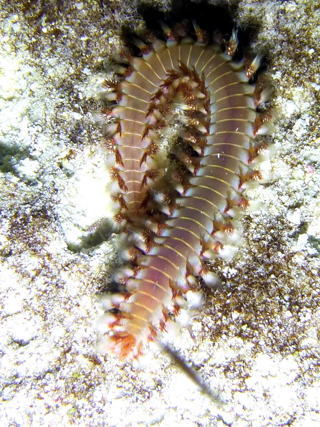 Bristle Worm, Bonaire, 2013