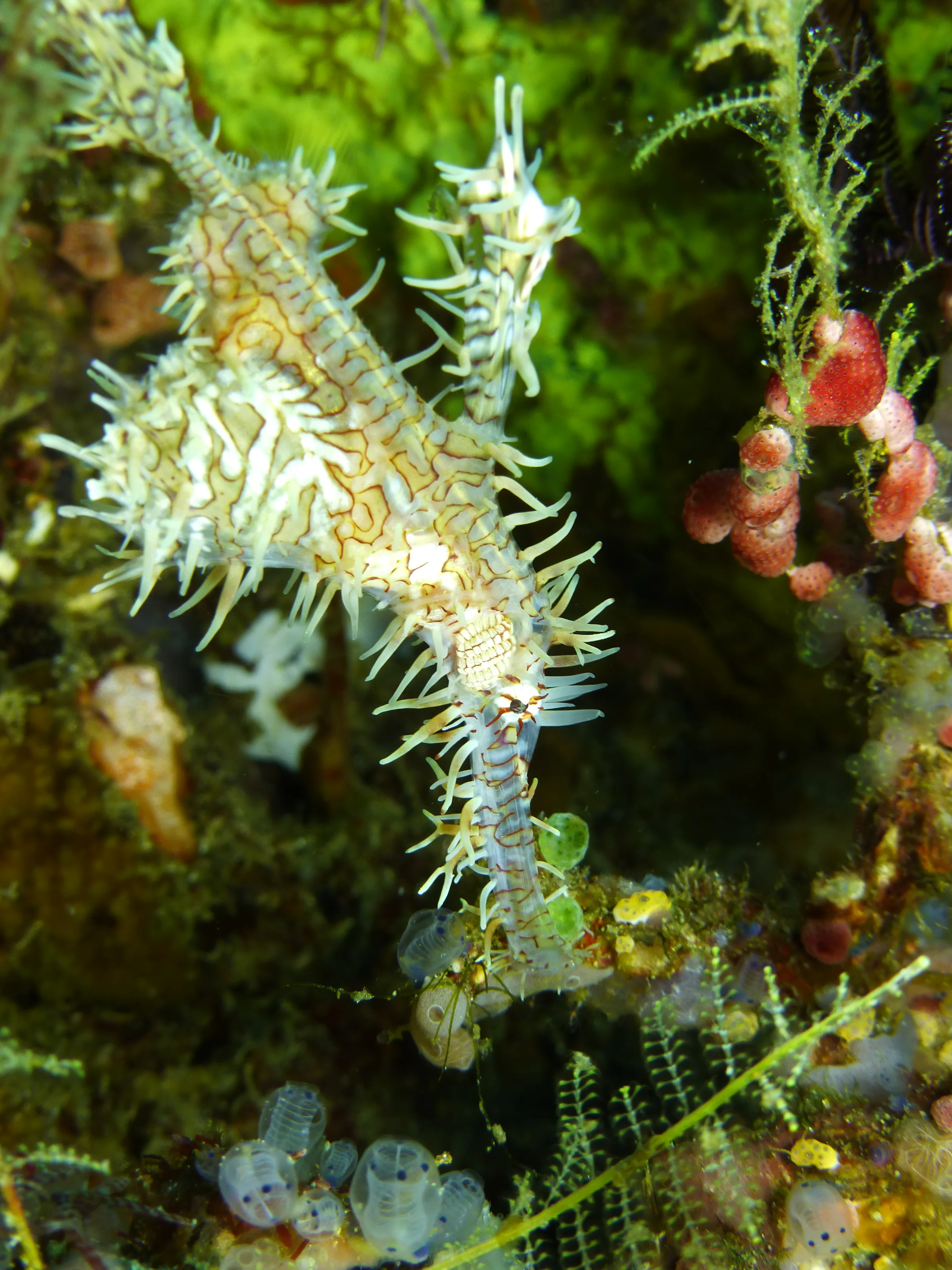 Ornate Ghost Pipefish.  Gerald Allen, et al, Reef Fish Identification - Tropical Pacific (2003), page 423.