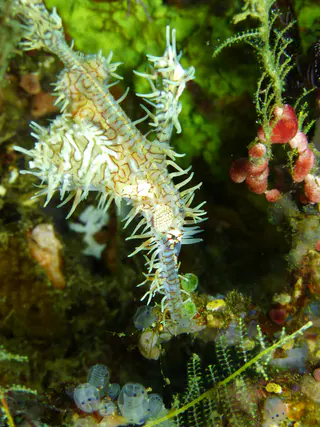 Ornate Ghost Pipefish.  Gerald Allen, et al, Reef Fish Identification - Tropical Pacific (2003), page 423.