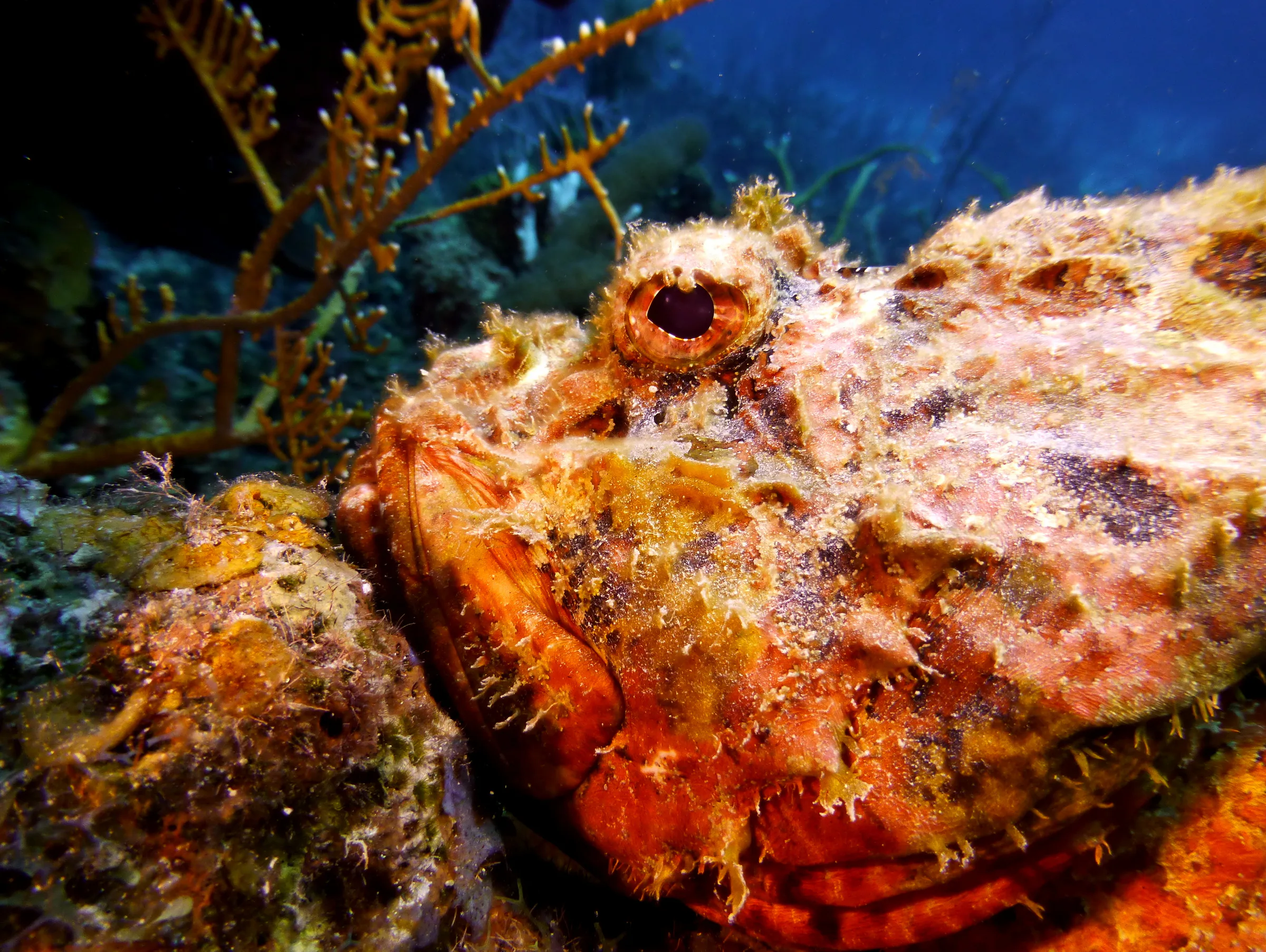 Scorpionfish, Belize, 2017
