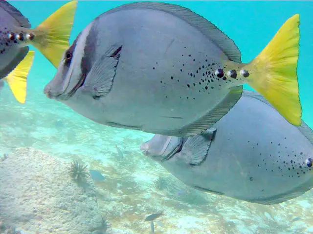 Yellow-tailed Surgeonfish. Galapagos Islands.