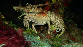 Lobster with eggs