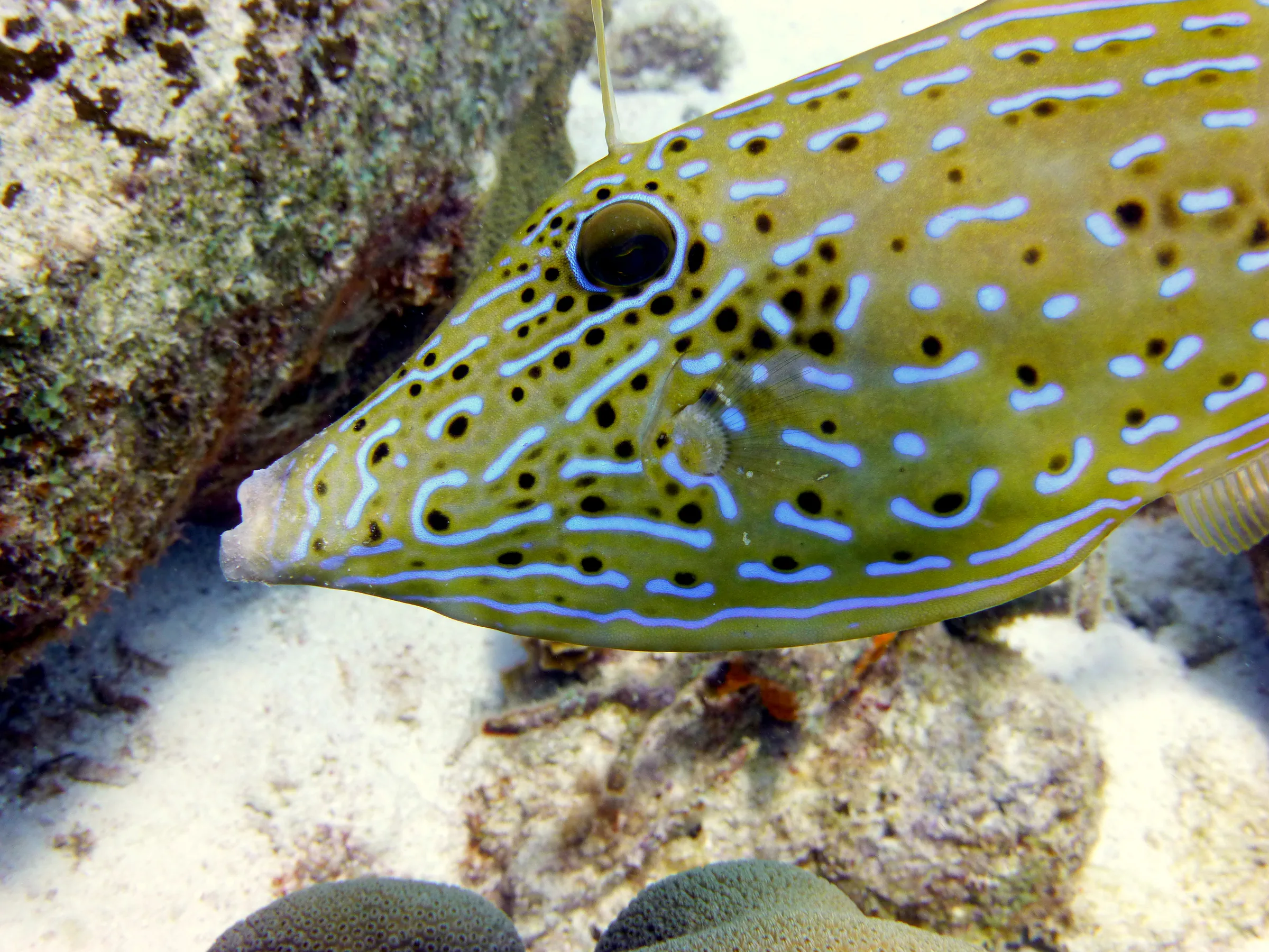 Filefish, Bonaire, 2013