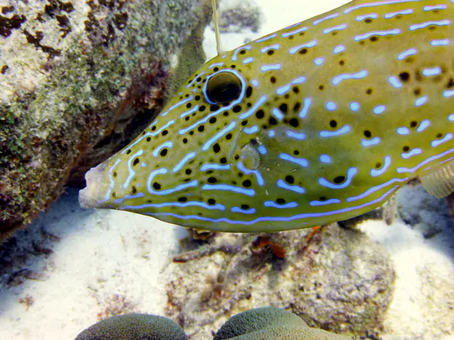Underwater photograph by Joel Bergsma