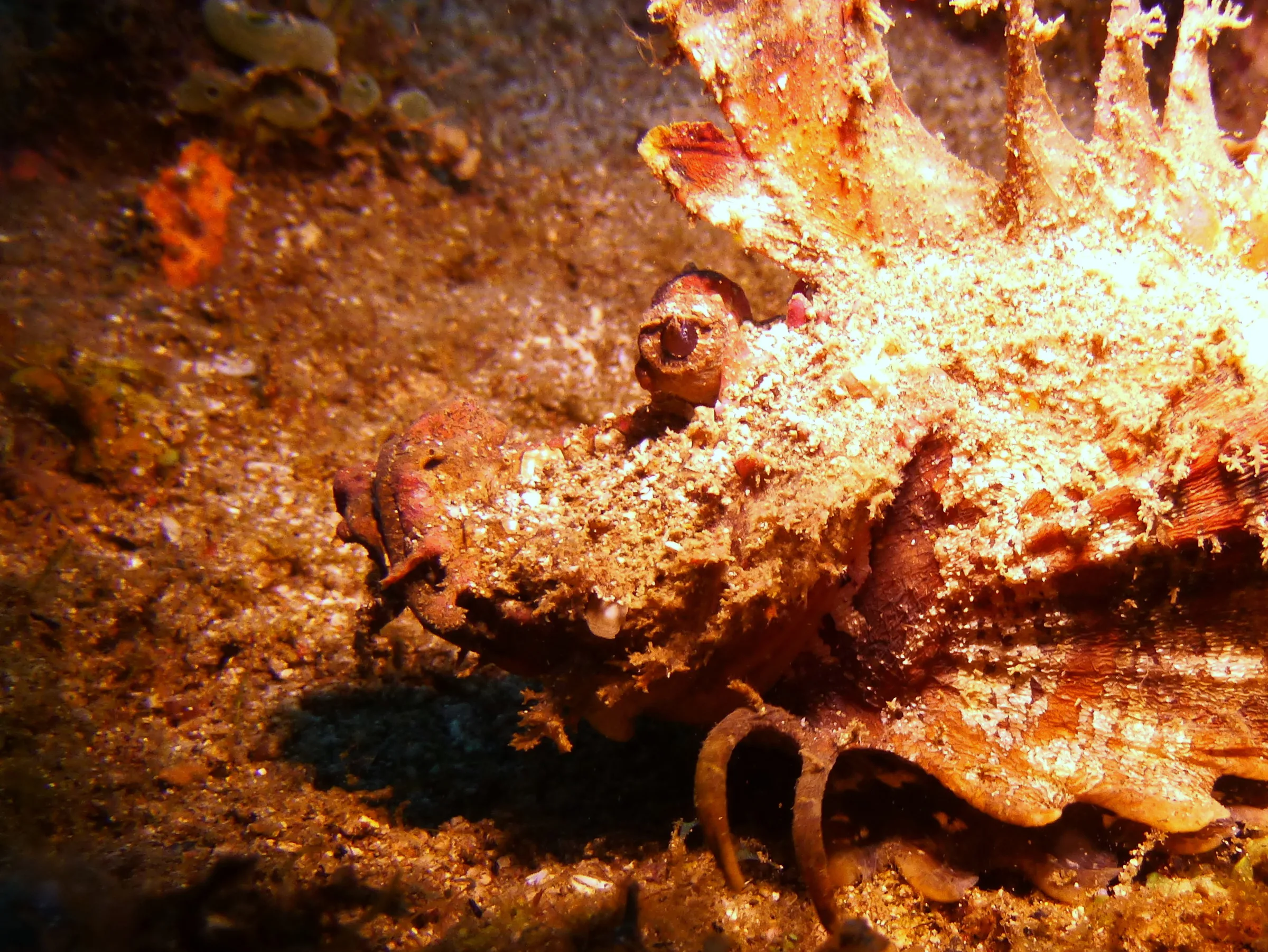 Scorpionfish, Philippines, 2014