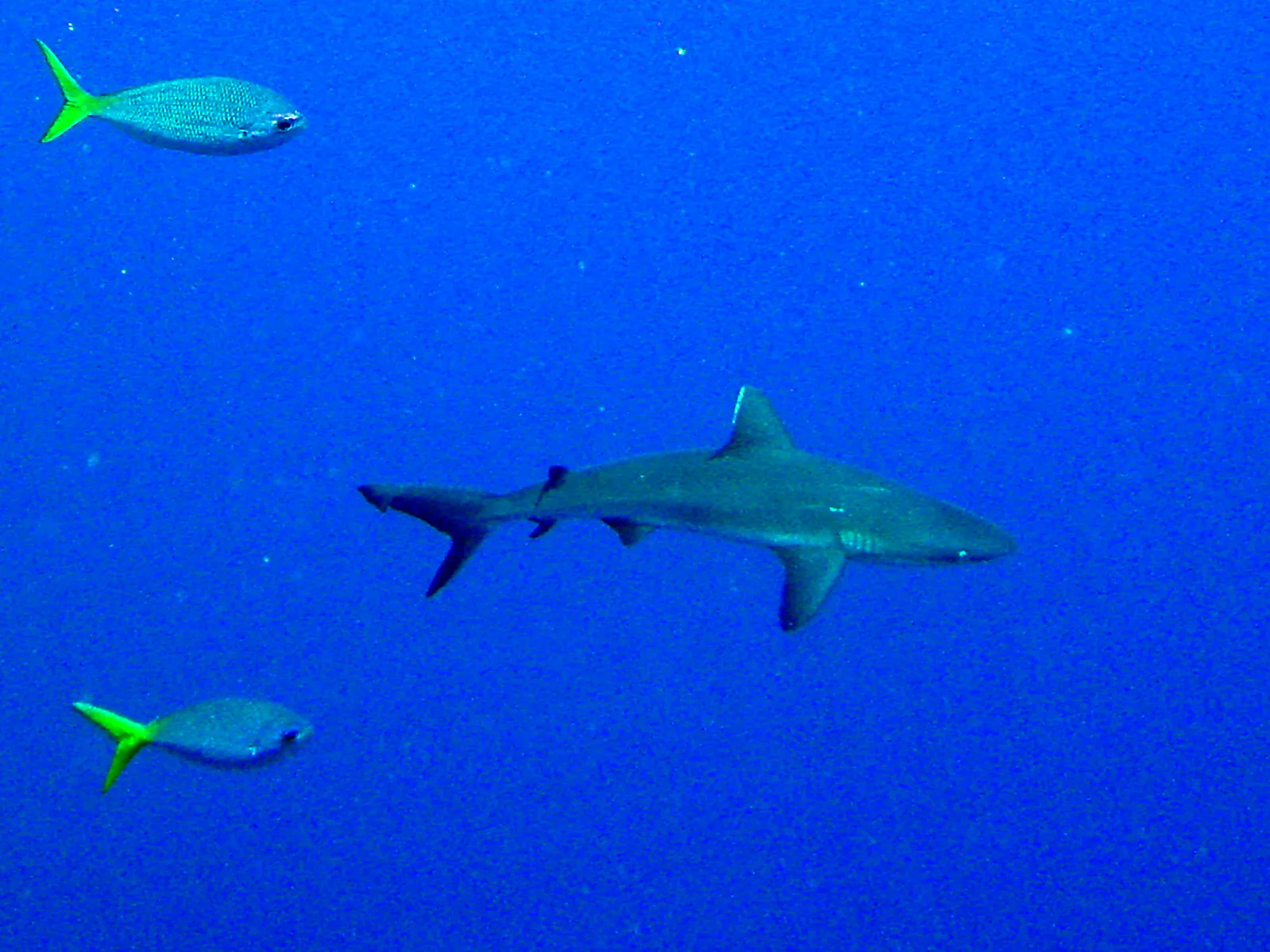 Shark.