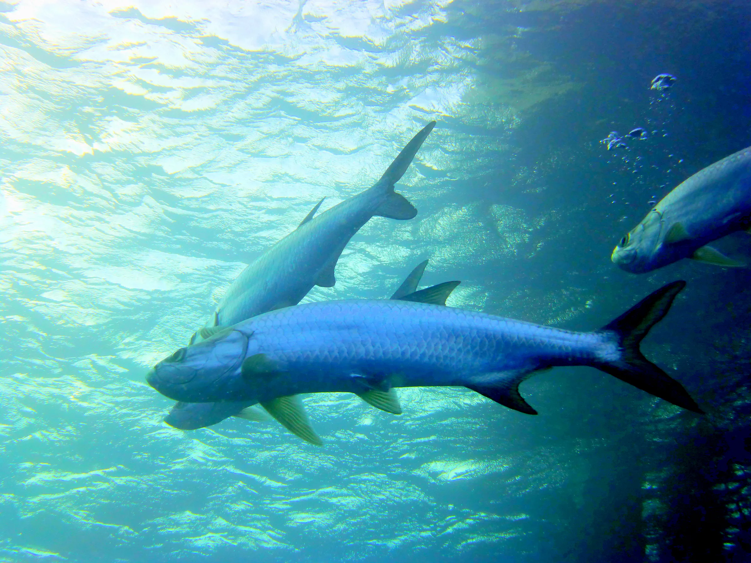 Tarpon, Bonaire, 2013