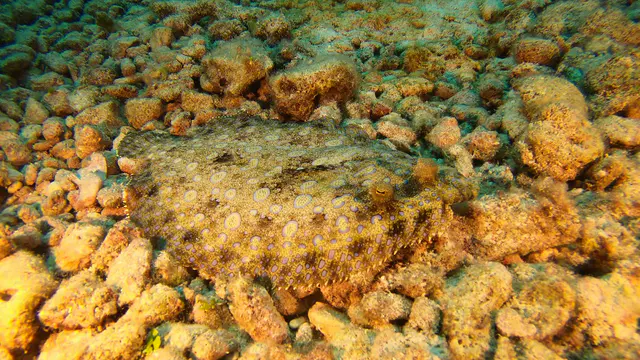 Flounder