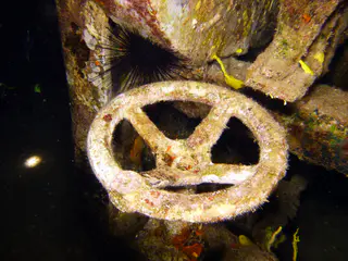 Underwater photograph by Joel Bergsma