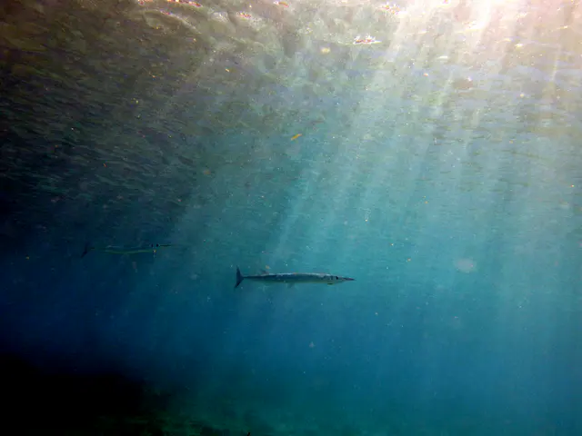 Underwater photograph by Joel Bergsma