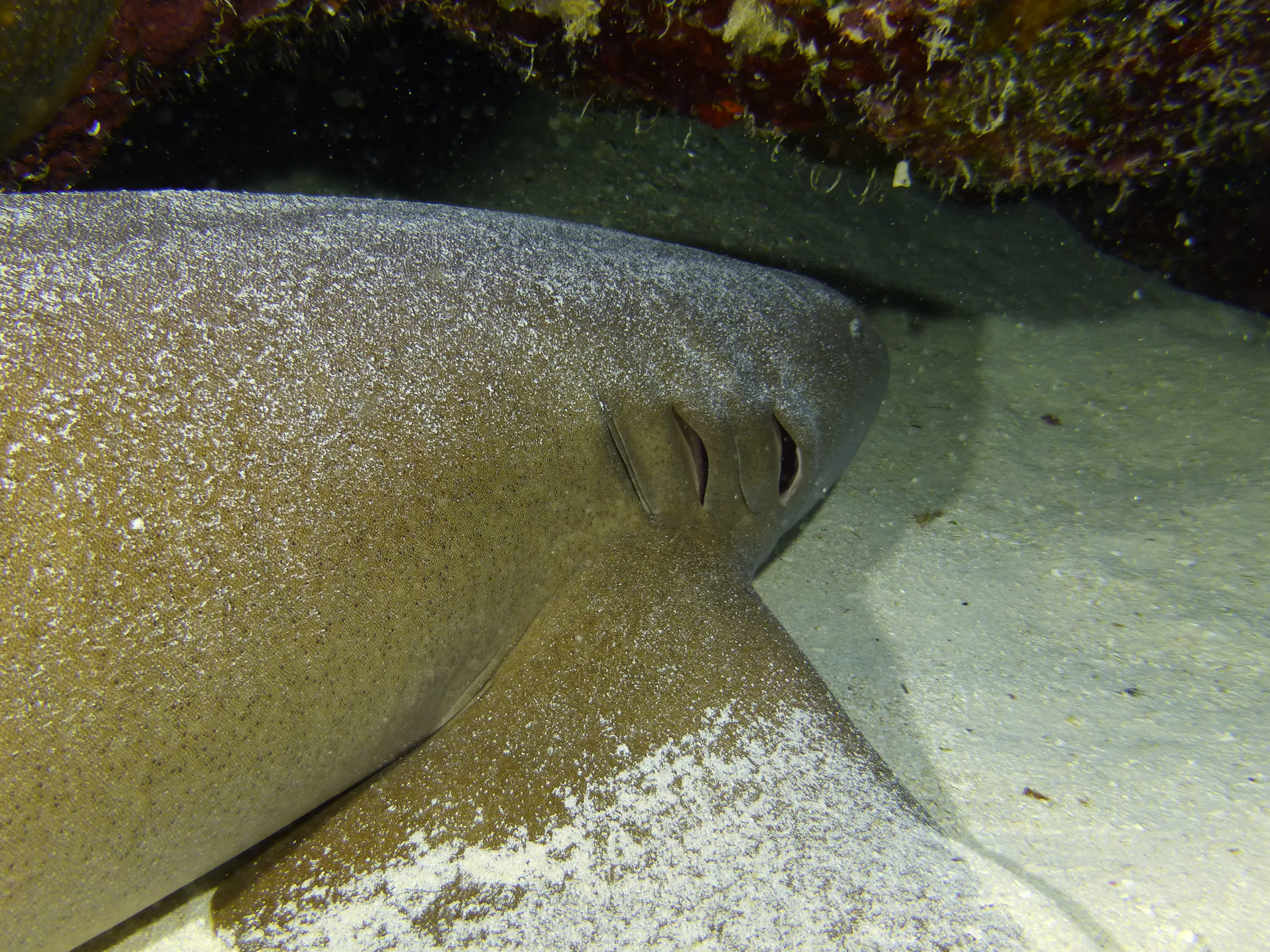 Nurse Shark, Belize, 2017