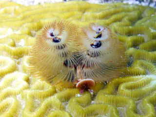 Underwater photograph by Joel Bergsma