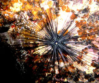 Black Longspine Sea Urchin. It forms a small 5 pointed star at the center of its body. This urchin's spines can inflict painful wounds. See Paul Humann, et al, Reef Creature Identification - Tropical Pacific (2010) at page 449.