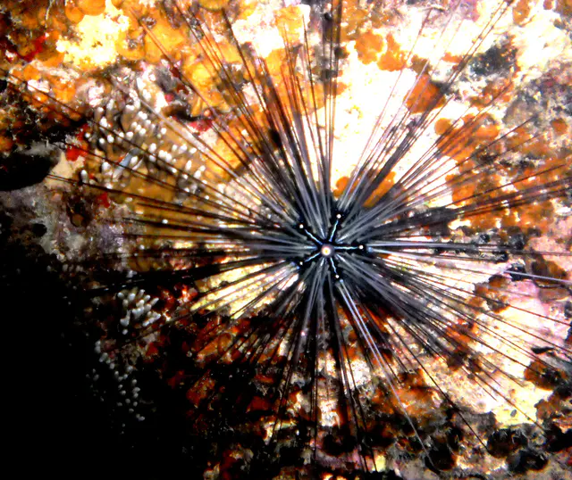 Black Longspine Sea Urchin. It forms a small 5 pointed star at the center of its body. This urchin's spines can inflict painful wounds. See Paul Humann, et al, Reef Creature Identification - Tropical Pacific (2010) at page 449.