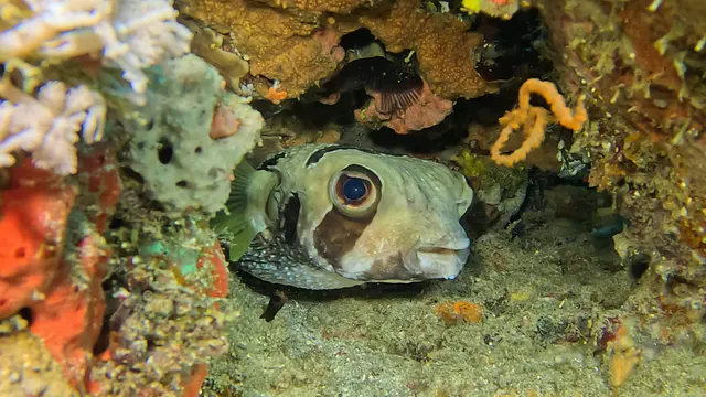 Underwater photograph by Joel Bergsma
