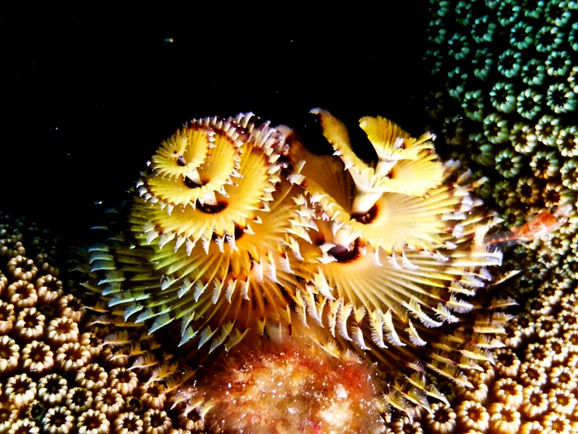 Christmas Tree Worm, Bonaire, 2013