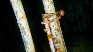 Underwater photograph by Joel Bergsma