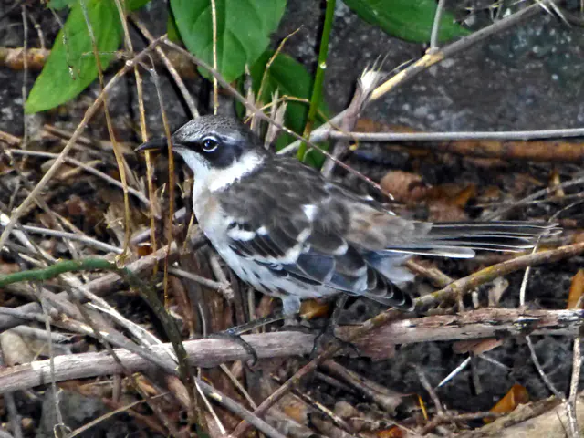 Galapagos Mockingbird, along the pathway.