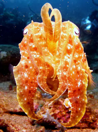 Underwater photograph by Joel Bergsma