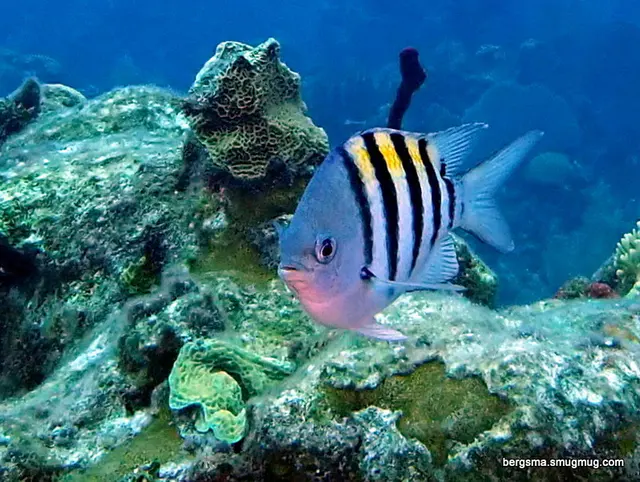 Underwater photograph by Joel Bergsma
