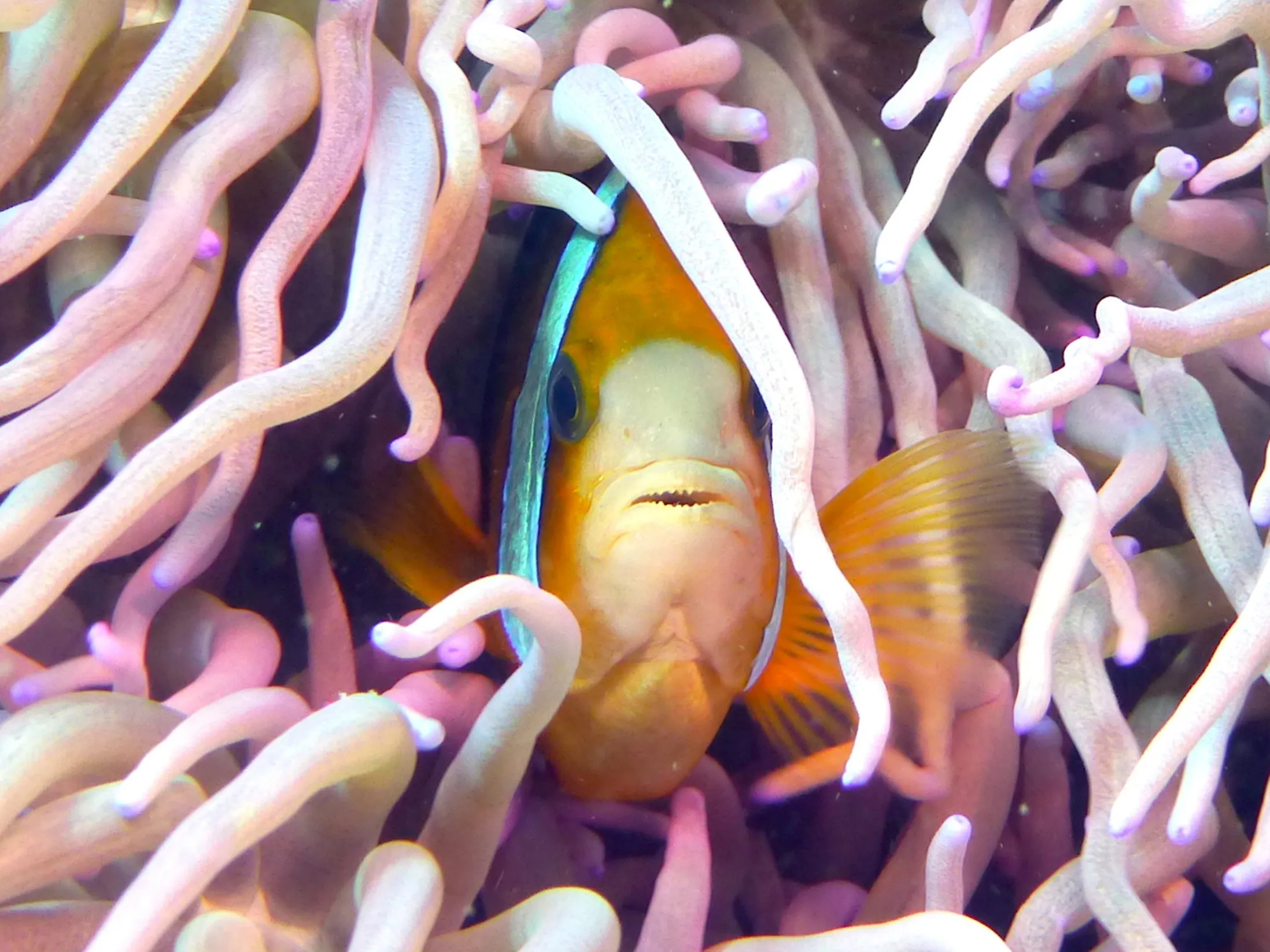 Anemonefish, Philippines, 2014
