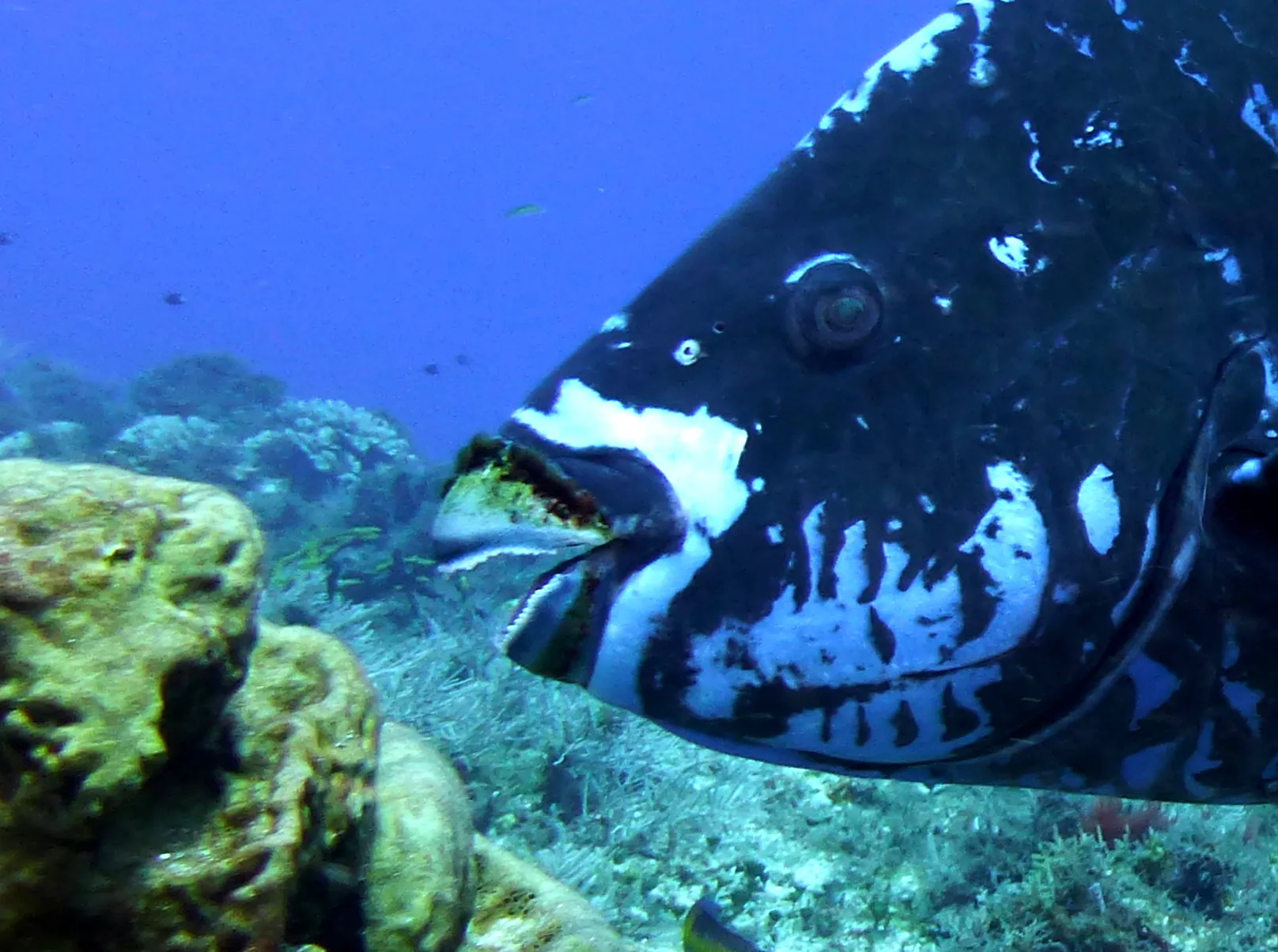 Parrotfish, Cozumel, 2014