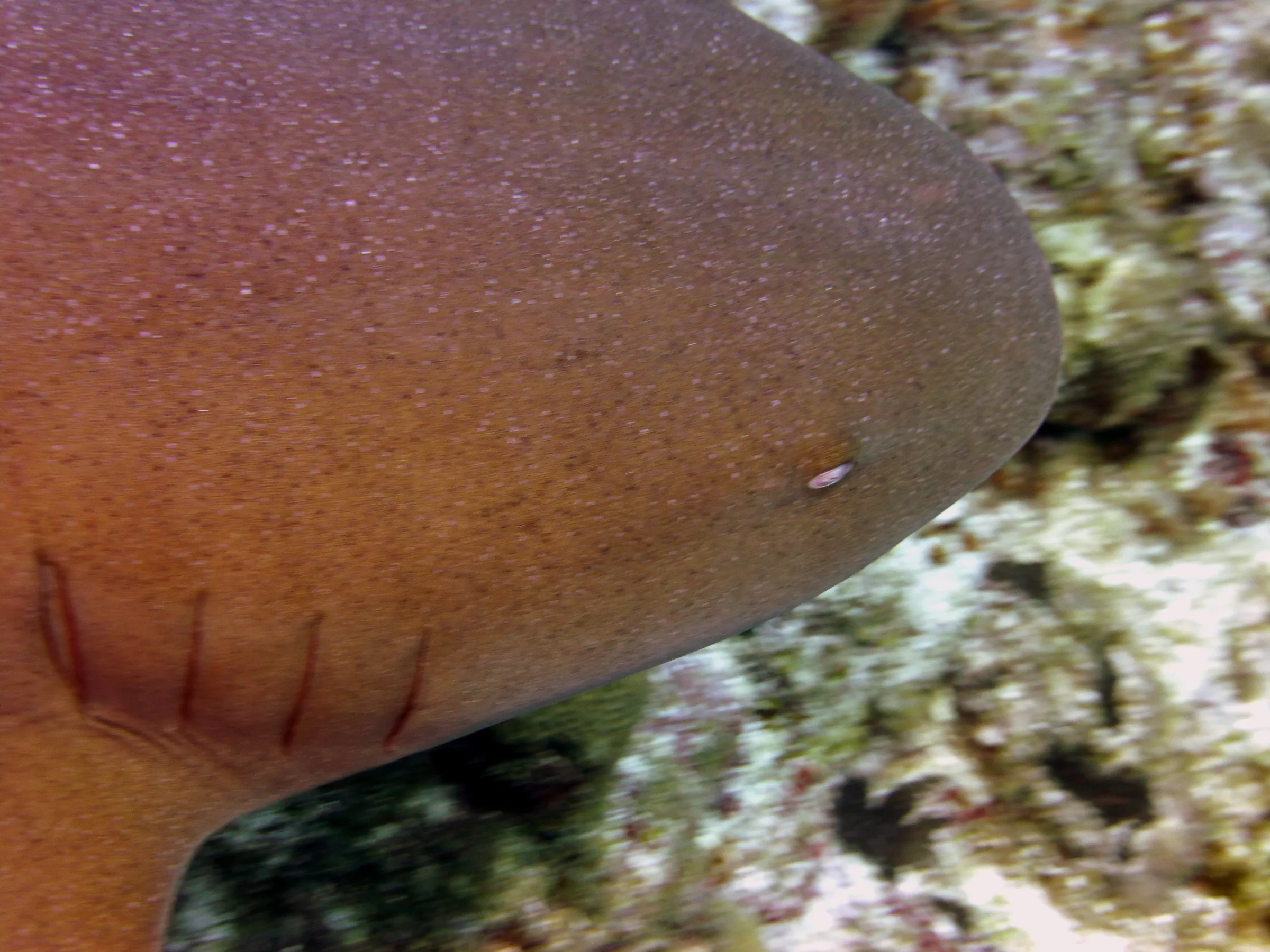 Nurse Shark, Belize, 2017