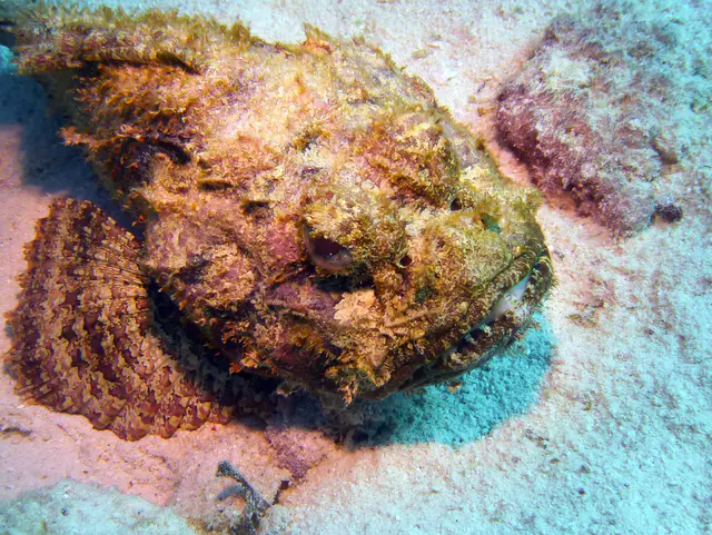 Underwater photograph by Joel Bergsma