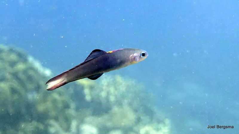 Philippines underwater photograph, 2017