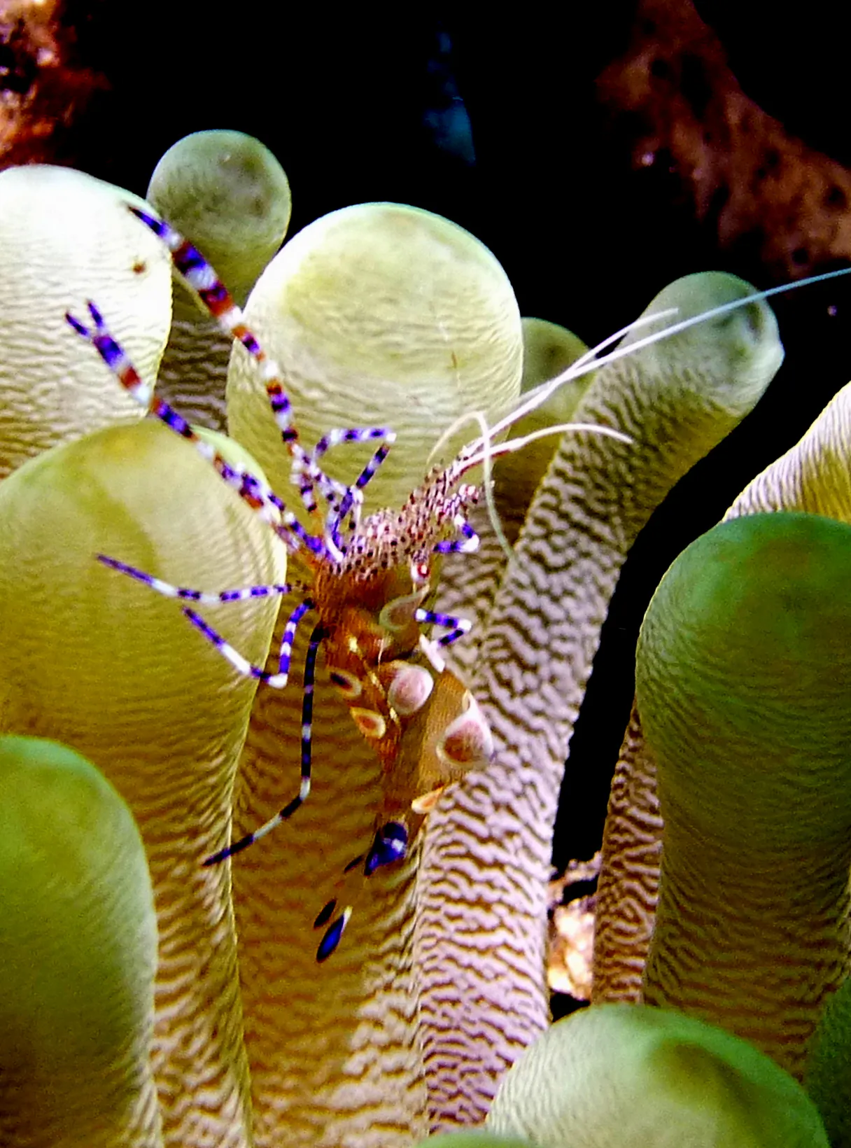Shrimp, Bonaire, 2013