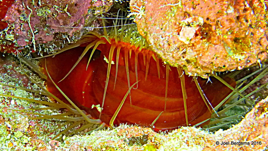 Underwater photograph by Joel Bergsma