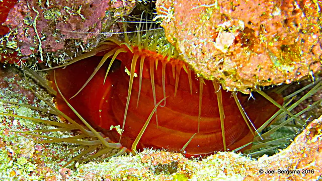 Underwater photograph by Joel Bergsma