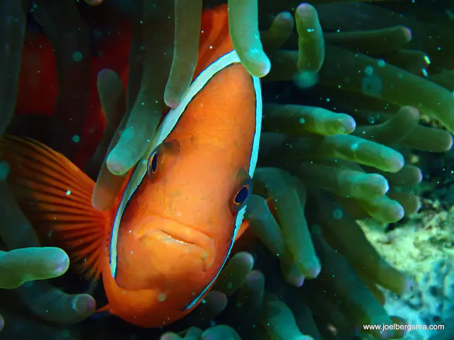 Underwater photograph by Joel Bergsma