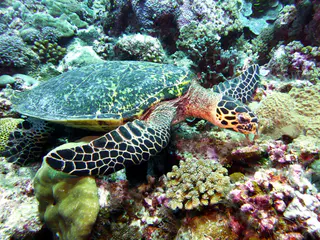 Underwater photograph by Joel Bergsma