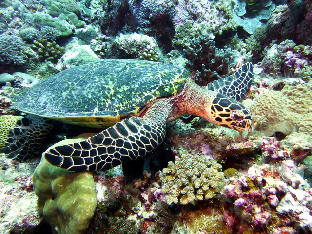Underwater photograph by Joel Bergsma