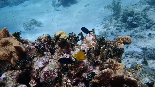 Juvenile Blue Tang