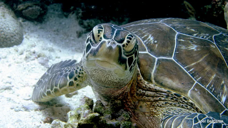 Underwater photograph by Joel Bergsma