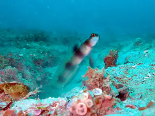 Underwater photograph by Joel Bergsma