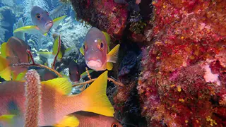 yellow tail grunt fish